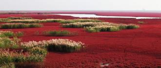 Красный пляж Паньцзинь — чудо природы на северо-востоке Китая